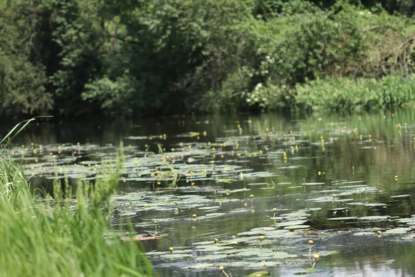 Der Fluss Ist Mit Seerosen Mit Gelben Blütenlilien Bewachsen — Stockfoto