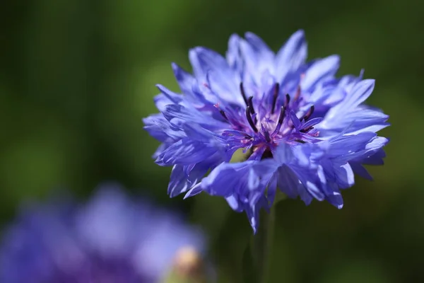 Lindas Flores Azuis Crescem Canteiro Flores Jardim — Fotografia de Stock