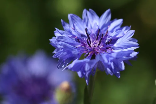 Gyönyörű Kék Virágok Nőnek Egy Virágágyáson Kertben — Stock Fotó
