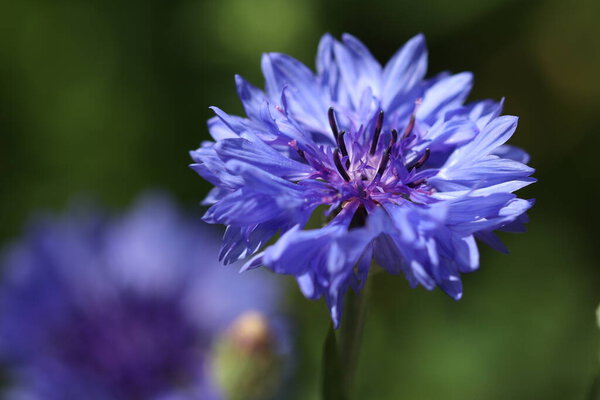 Beautiful blue flowers grow on a flower bed in the garden. 