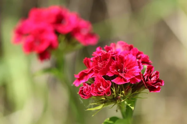 Beautiful red flowers grow on a flower bed in the garden.