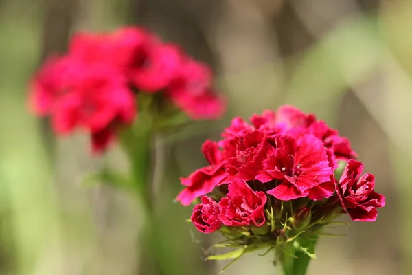 Bahçedeki Bir Çiçek Tarlasında Yetişen Güzel Kırmızı Çiçekler — Stok fotoğraf