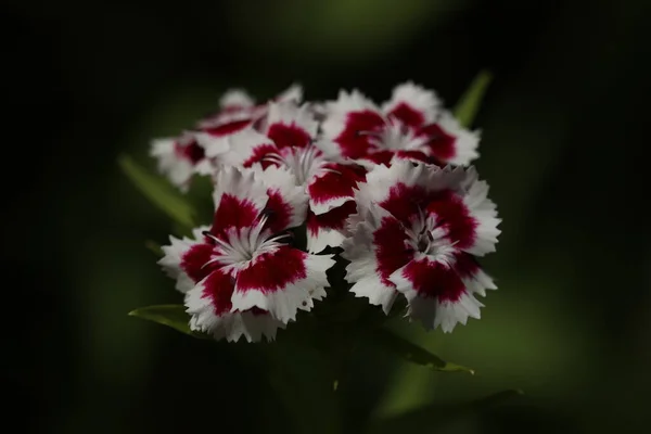 Belles Fleurs Blanc Rouge Poussent Sur Lit Fleurs Dans Jardin — Photo