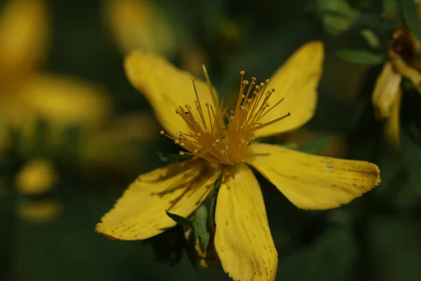 Planta Floresceu Com Flores Amarelas Floresta — Fotografia de Stock