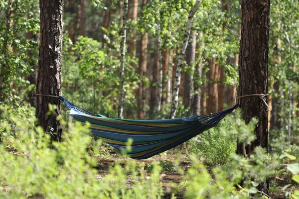 It is good to relax in the forest in a hammock. Camping in a hammock.
