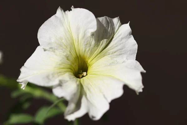 Bellissimi Fiori Sbocciano Sulla Terrazza Una Giornata Sole Primo Piano — Foto Stock