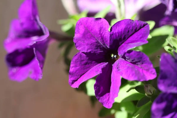 Красиві Квіти Цвітуть Терасі Сонячний День Крупним Планом — стокове фото