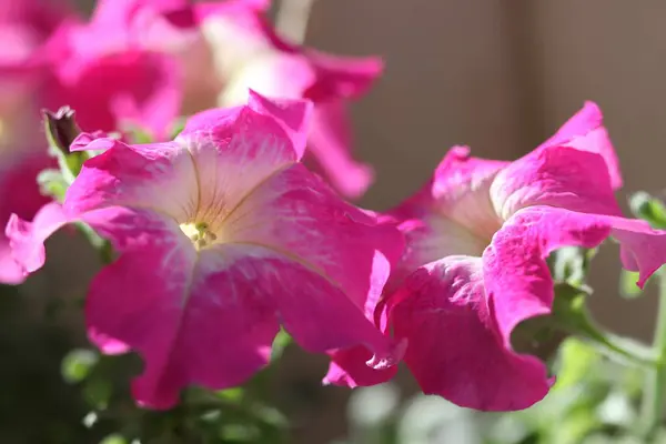 Красивые Цветы Цветут Террасе Солнечный День Крупный План — стоковое фото