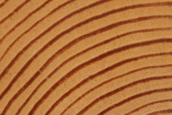 Pine Tree Cut Texture Light Wood Texture Close — Stock Photo, Image