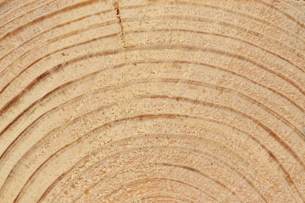 Kiefernschnitttextur Leichte Holzstruktur Aus Nächster Nähe — Stockfoto