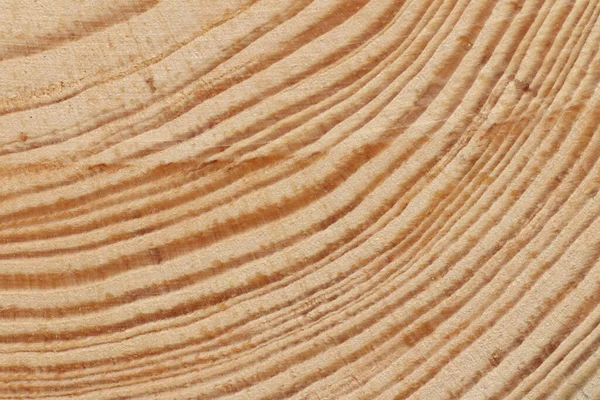 Struttura Tagliata Pino Struttura Legno Chiaro Vicino — Foto Stock