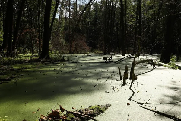 Marais Forêt Verte Asclépiade Verte Développe Mode Les Arbres Poussent — Photo