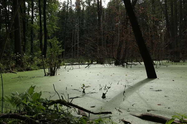 Marais Forêt Verte Asclépiade Verte Développe Mode Les Arbres Poussent — Photo