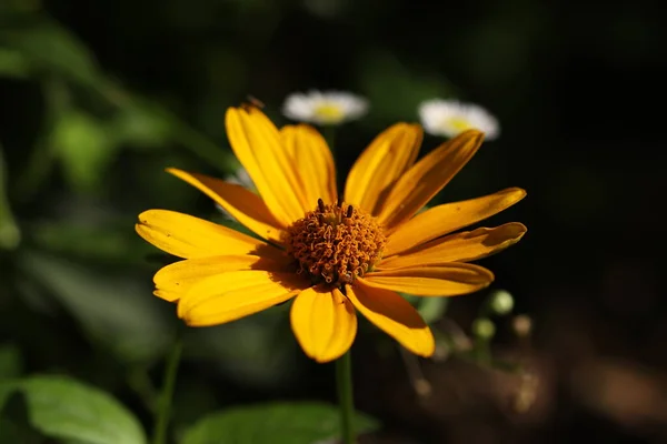 Прекрасні Квіти Крупним Планом Квіти Ростуть Парках Садах — стокове фото