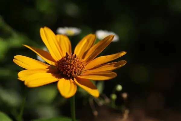 Çok Güzel Çiçekler Bahçelerde Parklarda Çiçekler Yetişir — Stok fotoğraf