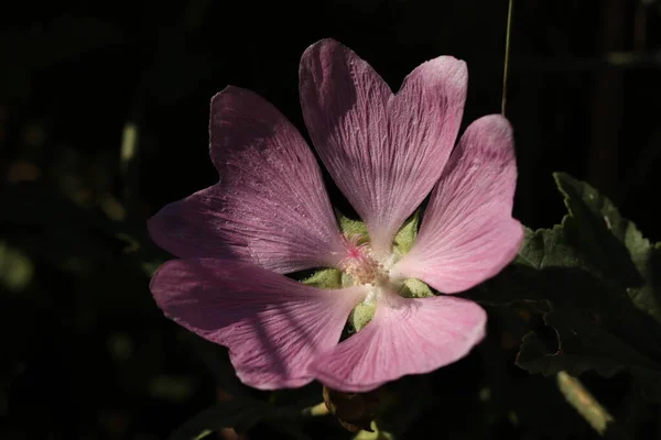 Красивые Цветы Крупным Планом Цветы Растут Парках Садах — стоковое фото