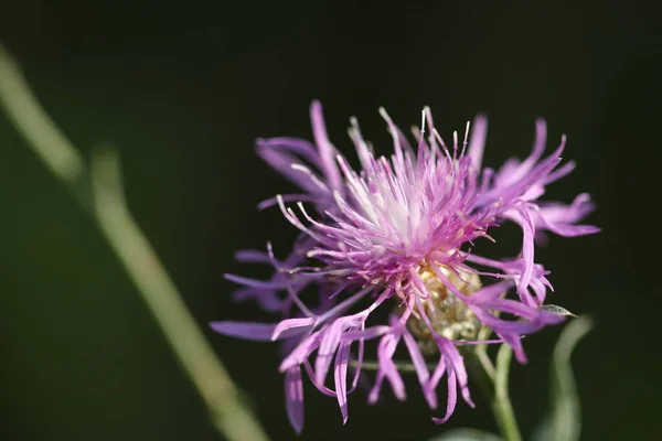 Lindas Flores Close Flores Crescem Parques Jardins — Fotografia de Stock