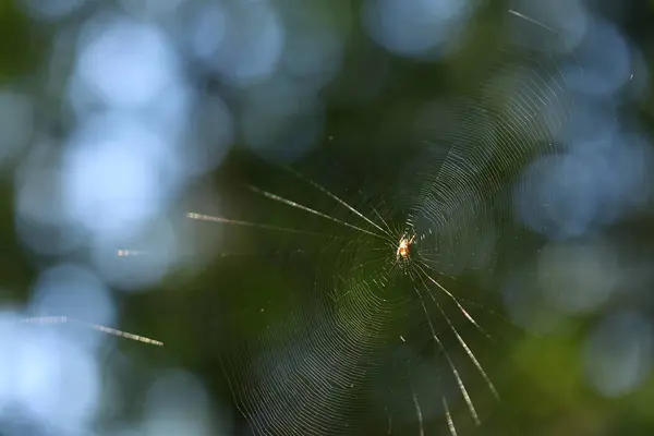 Păianjen Ţese Pânză Pădure Spider Centrul Web Ului — Fotografie, imagine de stoc