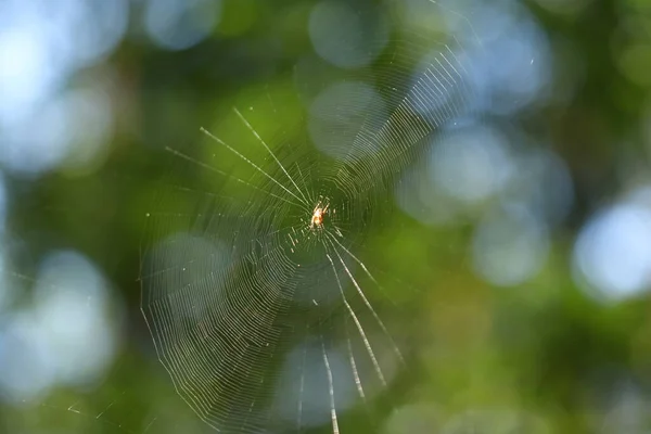 Păianjen Ţese Pânză Pădure Spider Centrul Web Ului — Fotografie, imagine de stoc