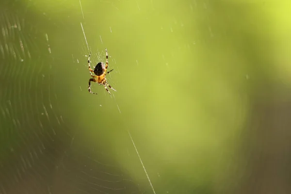 Spindel Vävde Ett Nät Skogen Spindel Mitten Nätet — Stockfoto