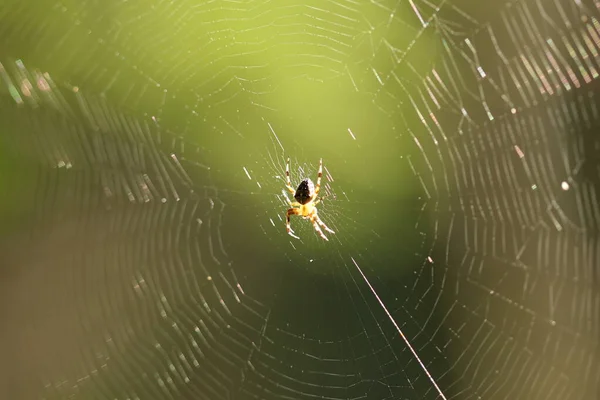 Egy Pók Hálót Szőtt Erdőben Pók Háló Közepén — Stock Fotó