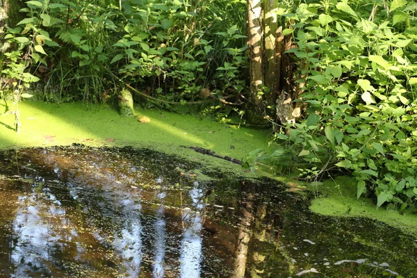 Grüner Waldsumpf Grüner Wasserlinsenkraut Liegt Trend Bäume Wachsen Wasser Schatten — Stockfoto