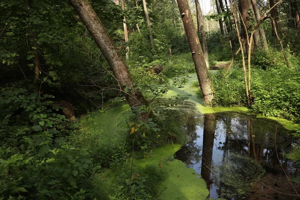 Grüner Waldsumpf Grüner Wasserlinsenkraut Liegt Trend Bäume Wachsen Wasser Schatten — Stockfoto