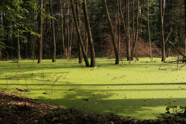 Marais Forêt Verte Asclépiade Verte Développe Mode Les Arbres Poussent — Photo