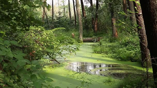 Zelené Lesní Bažiny Zelená Duckweed Roste Módě Stromy Rostou Vodě — Stock video
