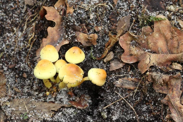 Autunno Funghi Hanno Cominciato Crescere Nella Foresta — Foto Stock