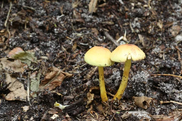 Autunno Funghi Hanno Cominciato Crescere Nella Foresta — Foto Stock