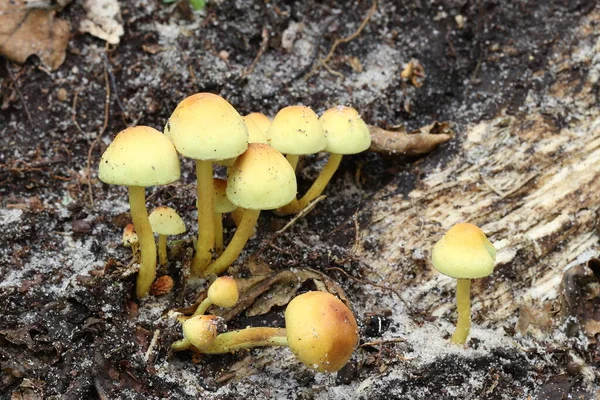 Fall Mushrooms Began Grow Forest — Stock Photo, Image