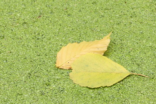 Las Hojas Yacen Hierba Verde Del Pato Otoño Las Hojas —  Fotos de Stock