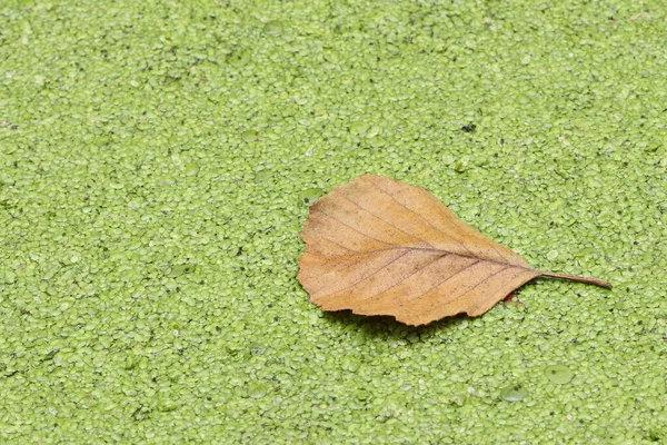 Las Hojas Yacen Hierba Verde Del Pato Otoño Las Hojas —  Fotos de Stock