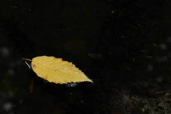 Une Feuille Jaune Gît Sur Eau Sombre — Photo