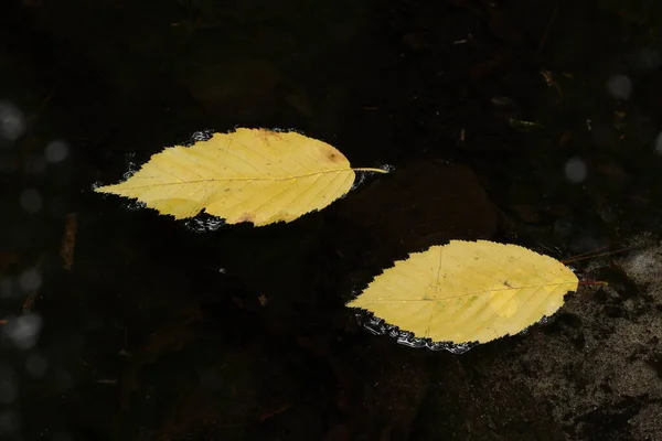 一片黄叶躺在黑暗的水面上 — 图库照片