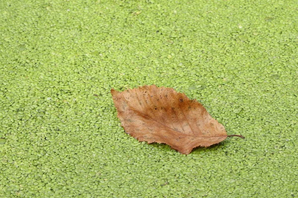 Las Hojas Yacen Hierba Verde Del Pato Otoño Las Hojas —  Fotos de Stock