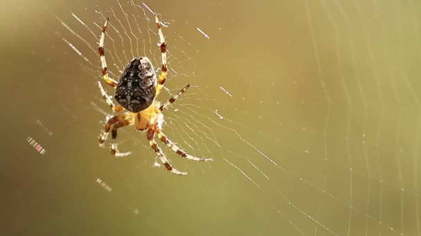 Egy Pók Hálón Várja Prédát Egy Pók Hálón Egy Napsütéses — Stock videók