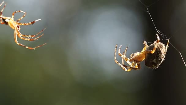 Güneşli Bir Günde Ağdaki Örümcekler Örümceklerin Çiftleşme Mevsimi — Stok video