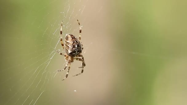 蜘蛛网上的蜘蛛在等待猎物 阳光明媚的日子 蜘蛛坐在网上 — 图库视频影像
