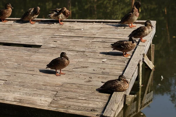 Patos Selvagens Sentam Uma Plataforma Madeira Junto Lago Patos Selvagens — Fotografia de Stock