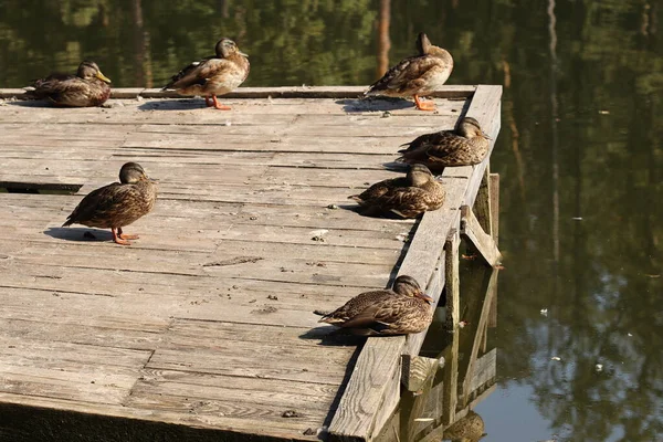 Los Patos Salvajes Sientan Una Plataforma Madera Junto Lago Los —  Fotos de Stock