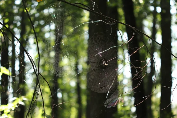 Araignée Est Assise Sur Une Toile Attend Proie Spider Sur — Photo