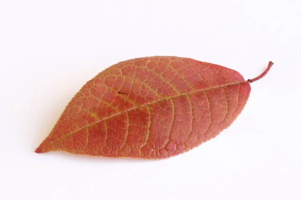 Červený Podzimní List Světlém Pozadí — Stock fotografie