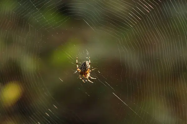 Örümcek Bir Ağa Oturur Avını Bekler Örümcek Avlanıyor — Stok fotoğraf