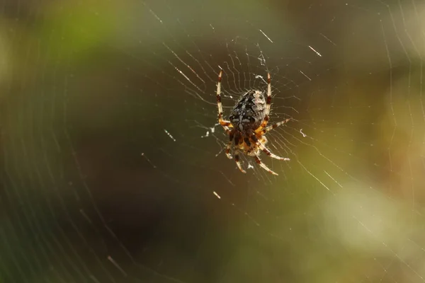 Araña Sienta Una Telaraña Espera Presa Araña Caza — Foto de Stock