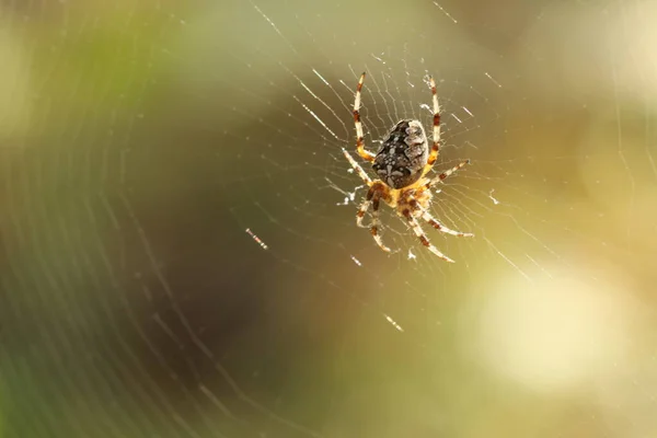 Aranha Senta Numa Teia Espera Pela Presa Aranha Caça — Fotografia de Stock