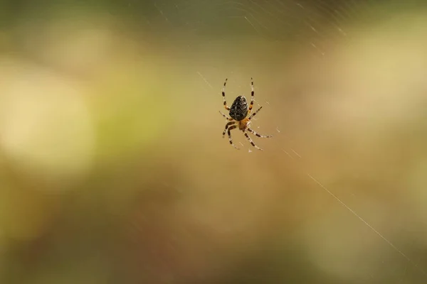 Aranha Senta Numa Teia Espera Pela Presa Aranha Caça — Fotografia de Stock