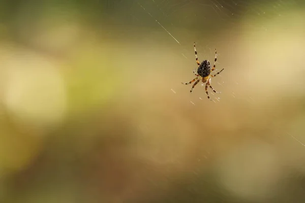 The spider sits on a web and waits for prey. Spider on the hunt.