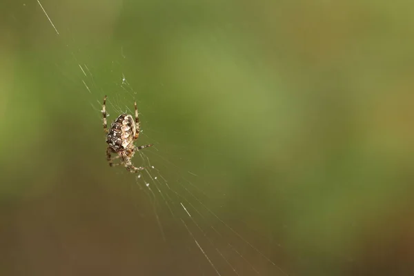 Araignée Est Assise Sur Une Toile Attend Proie Spider Sur — Photo